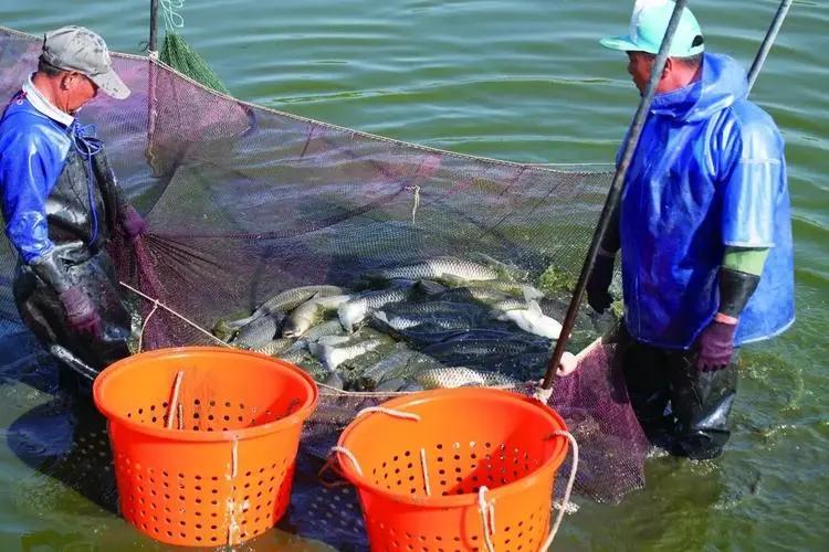近期草魚苗指環(huán)蟲病害多發(fā)，建議先凈水后殺蟲消毒